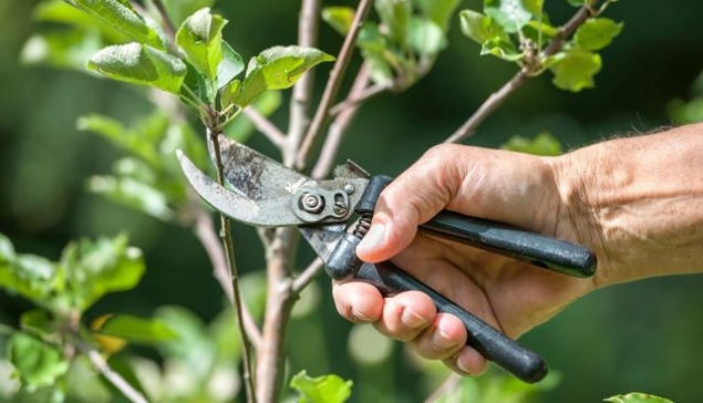 Էտը՝ որպես ամենահին ագրոտեխնիկական միջոցառումներից մեկը