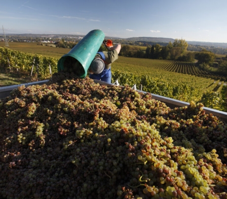 Խոչընդոտներ՝ խաղողի մթերման գործընթացում