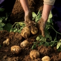 Եղանակային պայմաններն ու կարտոֆիլի բերքատվությանը