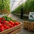 Ջերմոցային արտադրանքի արտահանման աջակցությունը երկարաձգվեց ևս մեկ ամսով