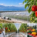Ծաղկունքում 11.2 հեկտար ժամանակակից ջերմոցային համալիր է կառուցվում