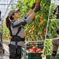 Ջերմոցներում աշխատողին օգնության է գալիս «արտաքին կմախքը»