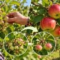 Ինչպե՞ս կարգավորել խնձորենու բերքաբեռնվածությունը